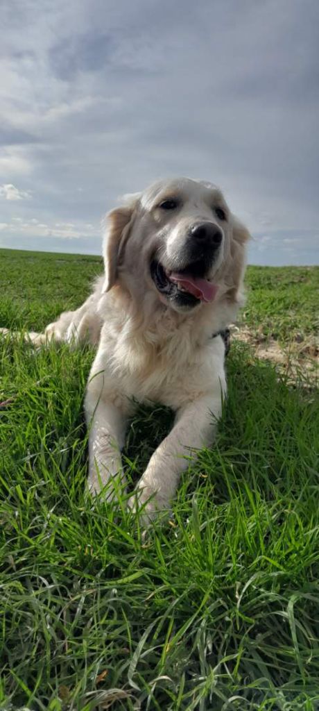 Stella pheline aux champs du madison