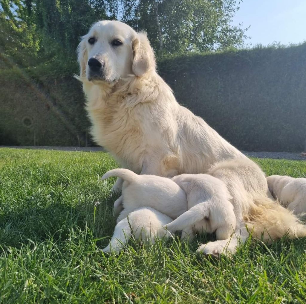 Simone pheline aux champs du madison