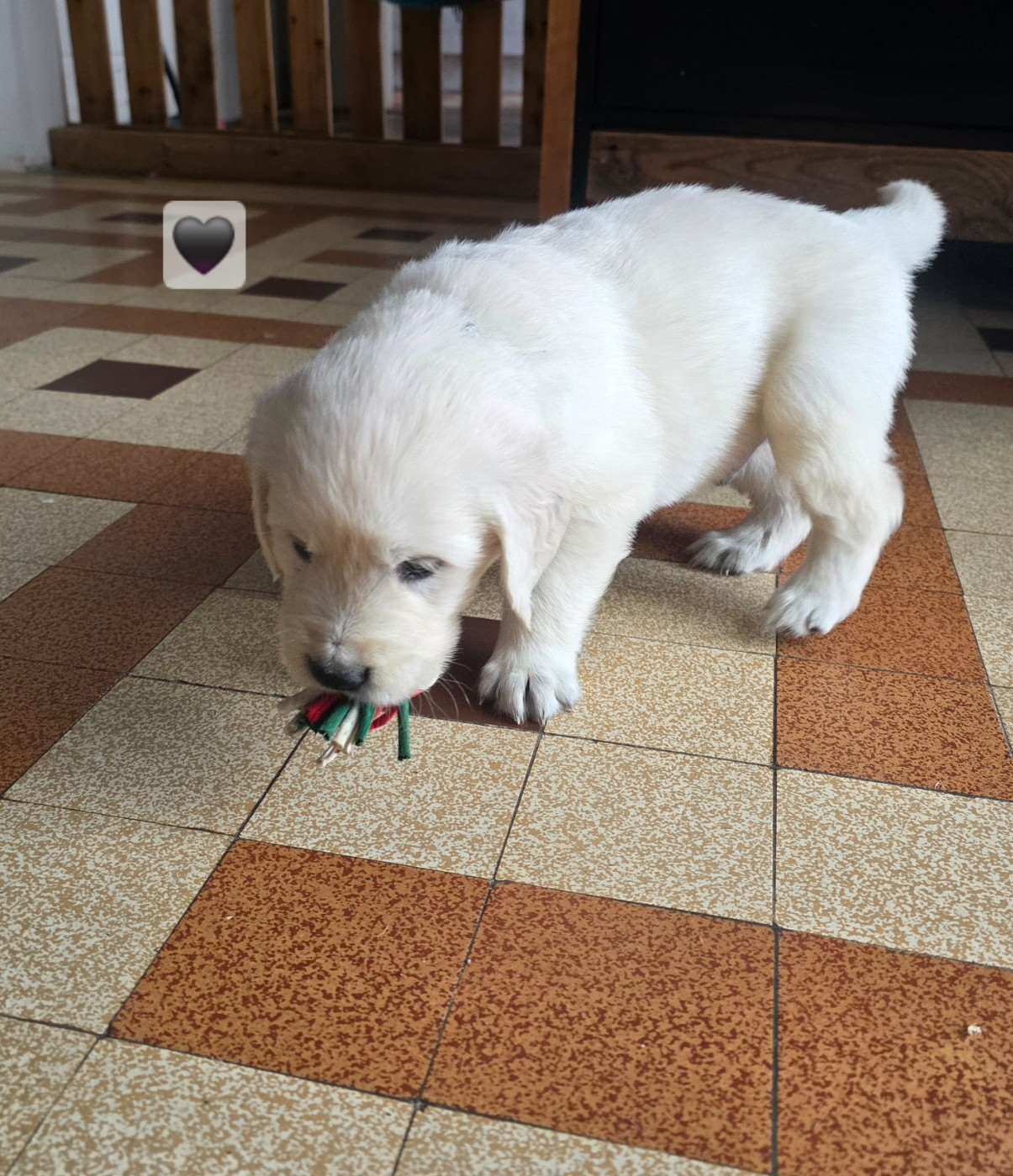 aux champs du madison - Chiots disponibles - Golden Retriever