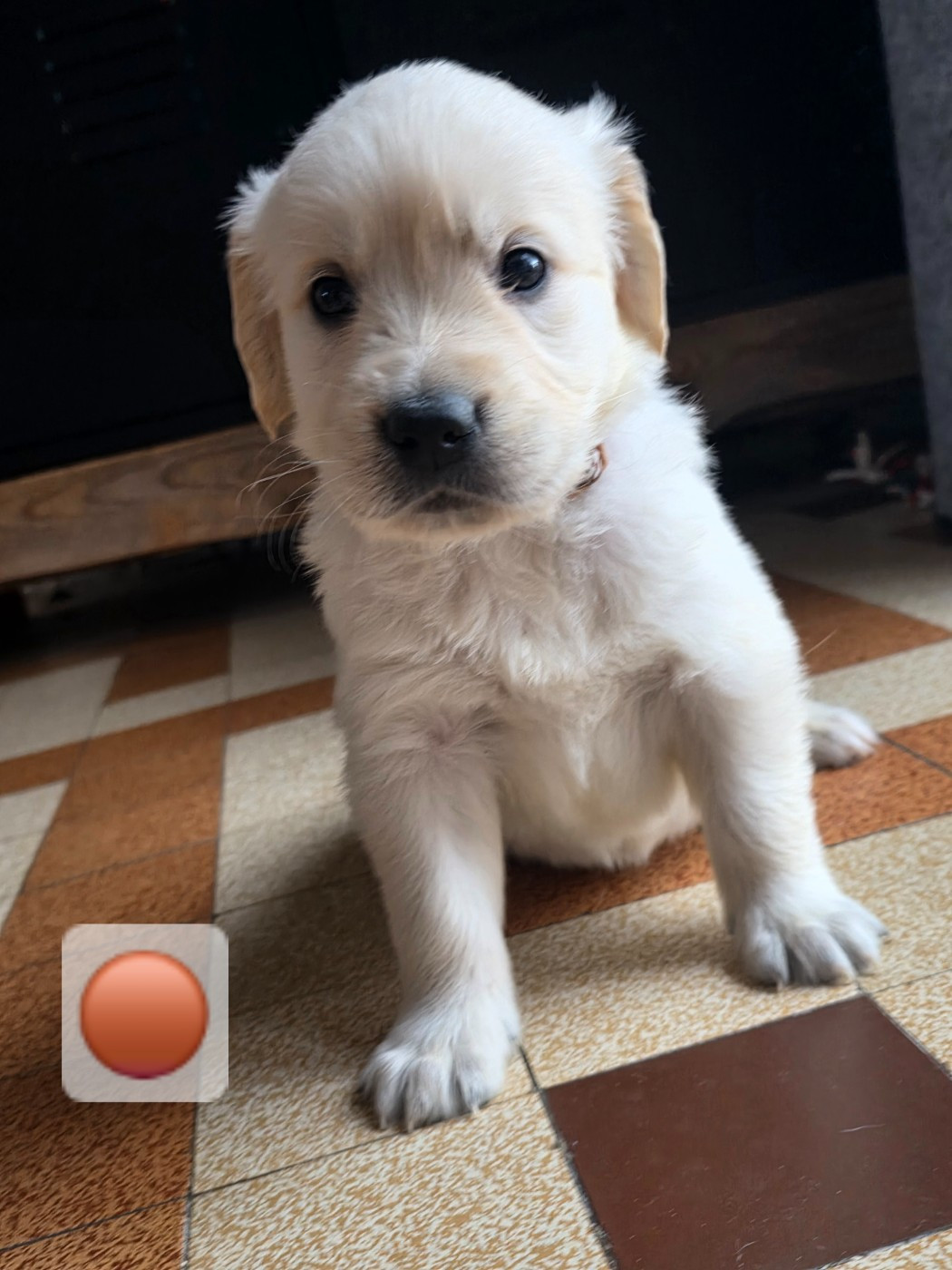 aux champs du madison - Chiots disponibles - Golden Retriever
