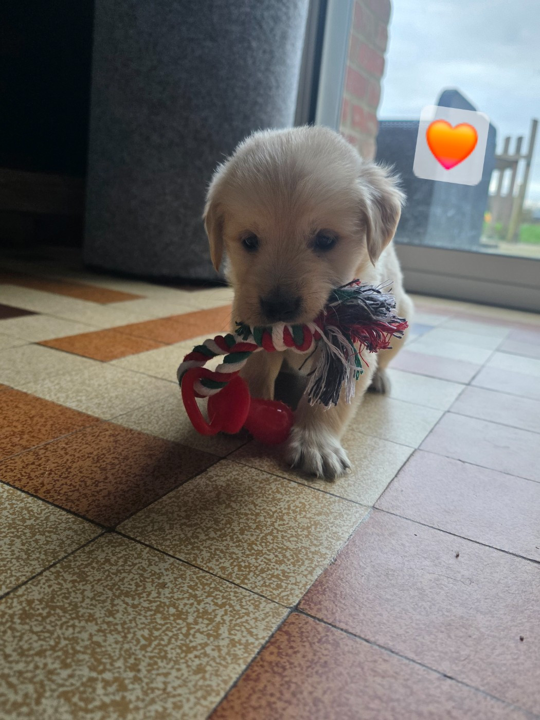 aux champs du madison - Chiots disponibles - Golden Retriever