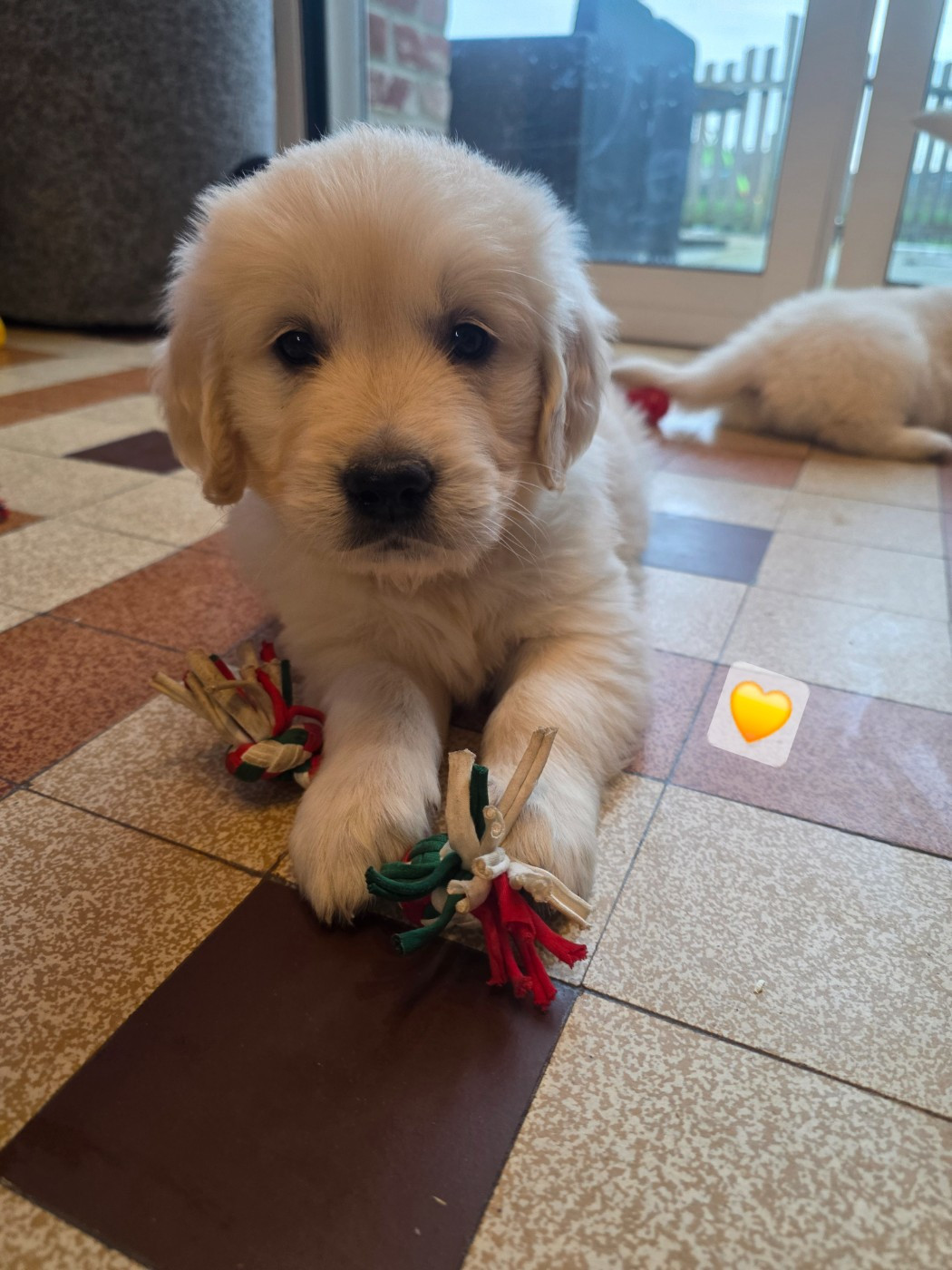 aux champs du madison - Chiots disponibles - Golden Retriever