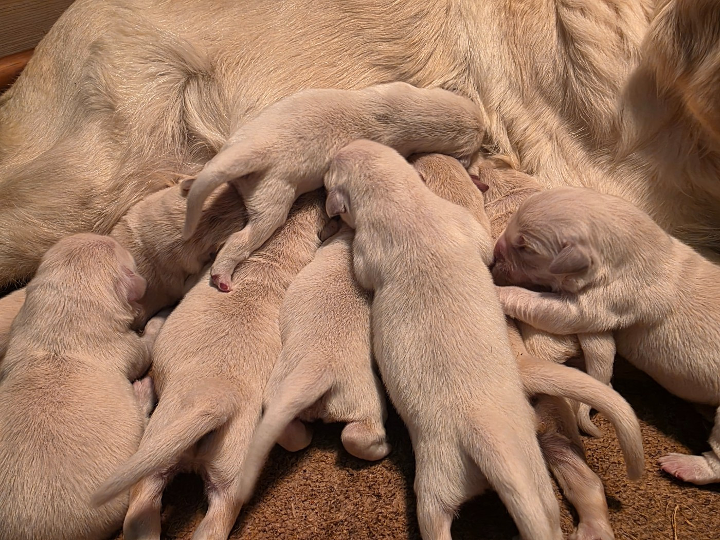 Chiot Golden Retriever aux champs du madison