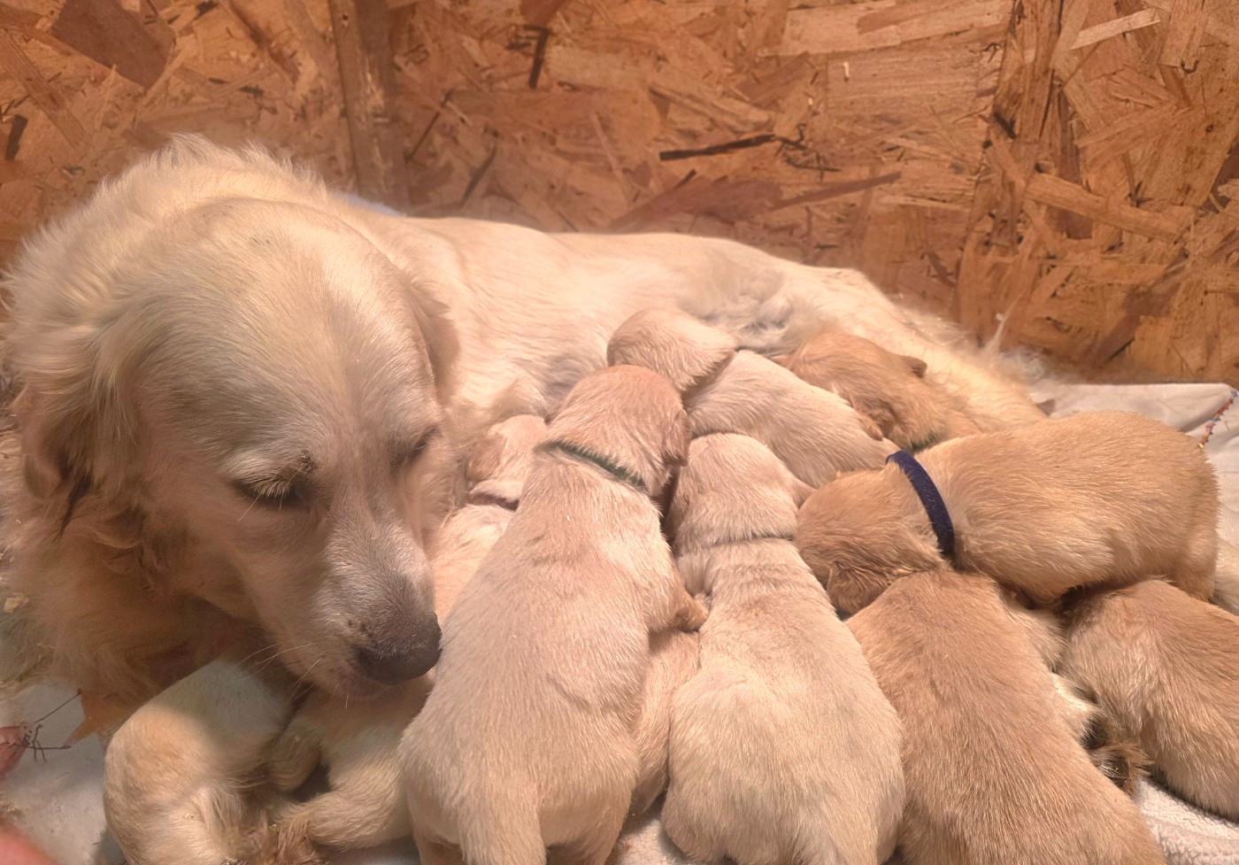 Chiot Golden Retriever aux champs du madison