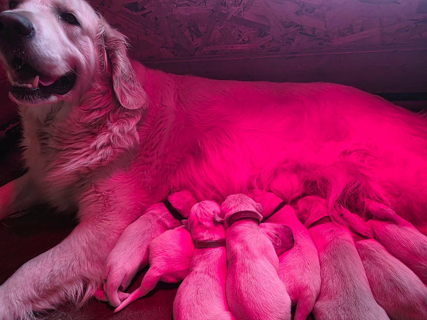 Chiot Golden Retriever aux champs du madison