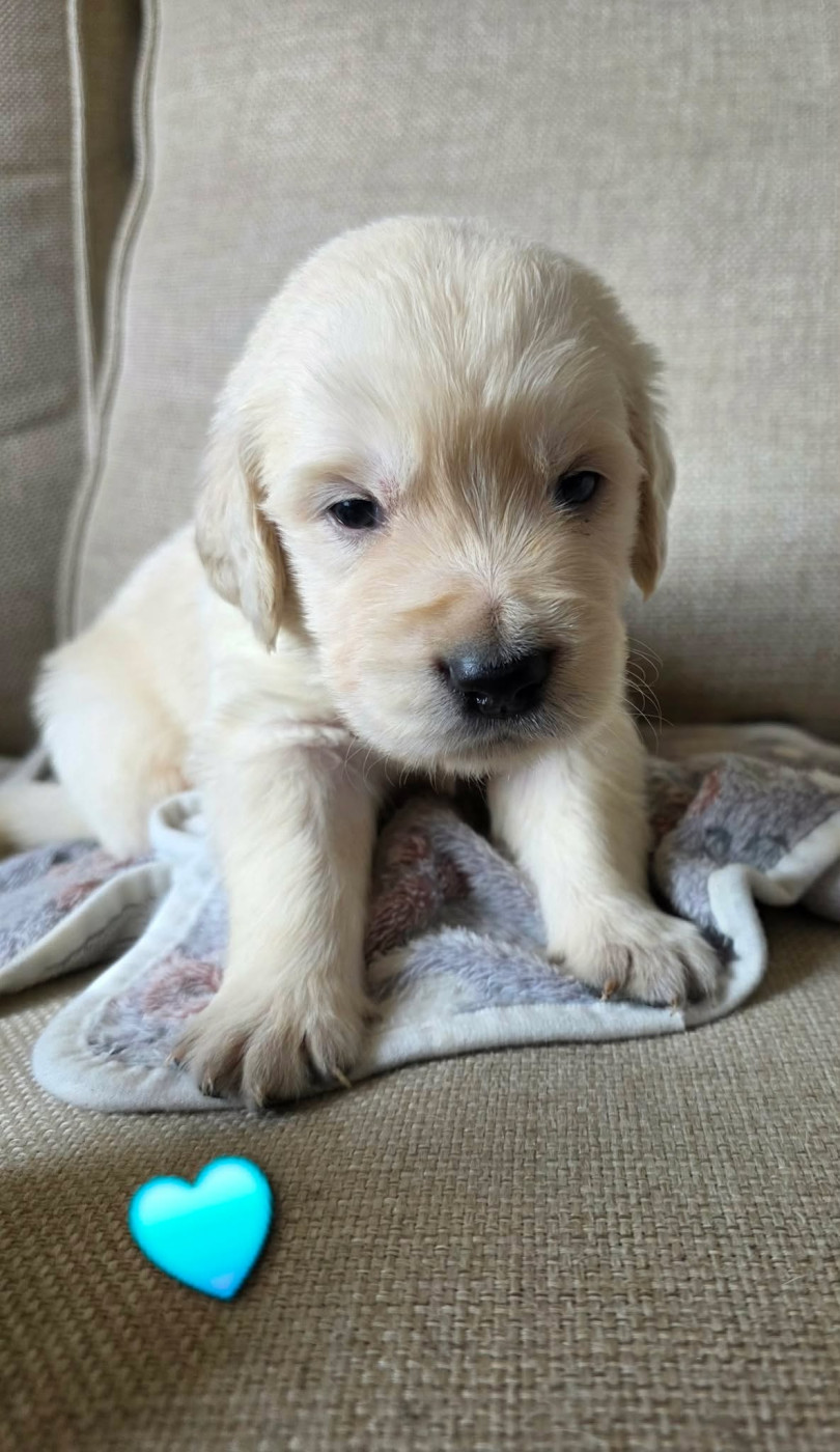 aux champs du madison - Chiots disponibles - Golden Retriever