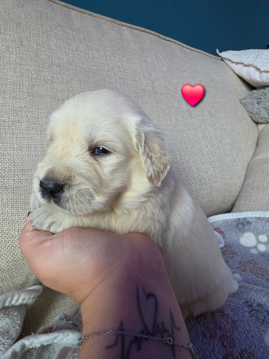 aux champs du madison - Chiots disponibles - Golden Retriever
