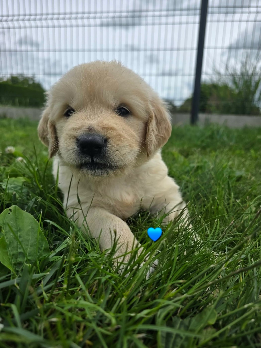 aux champs du madison - Chiots disponibles - Golden Retriever