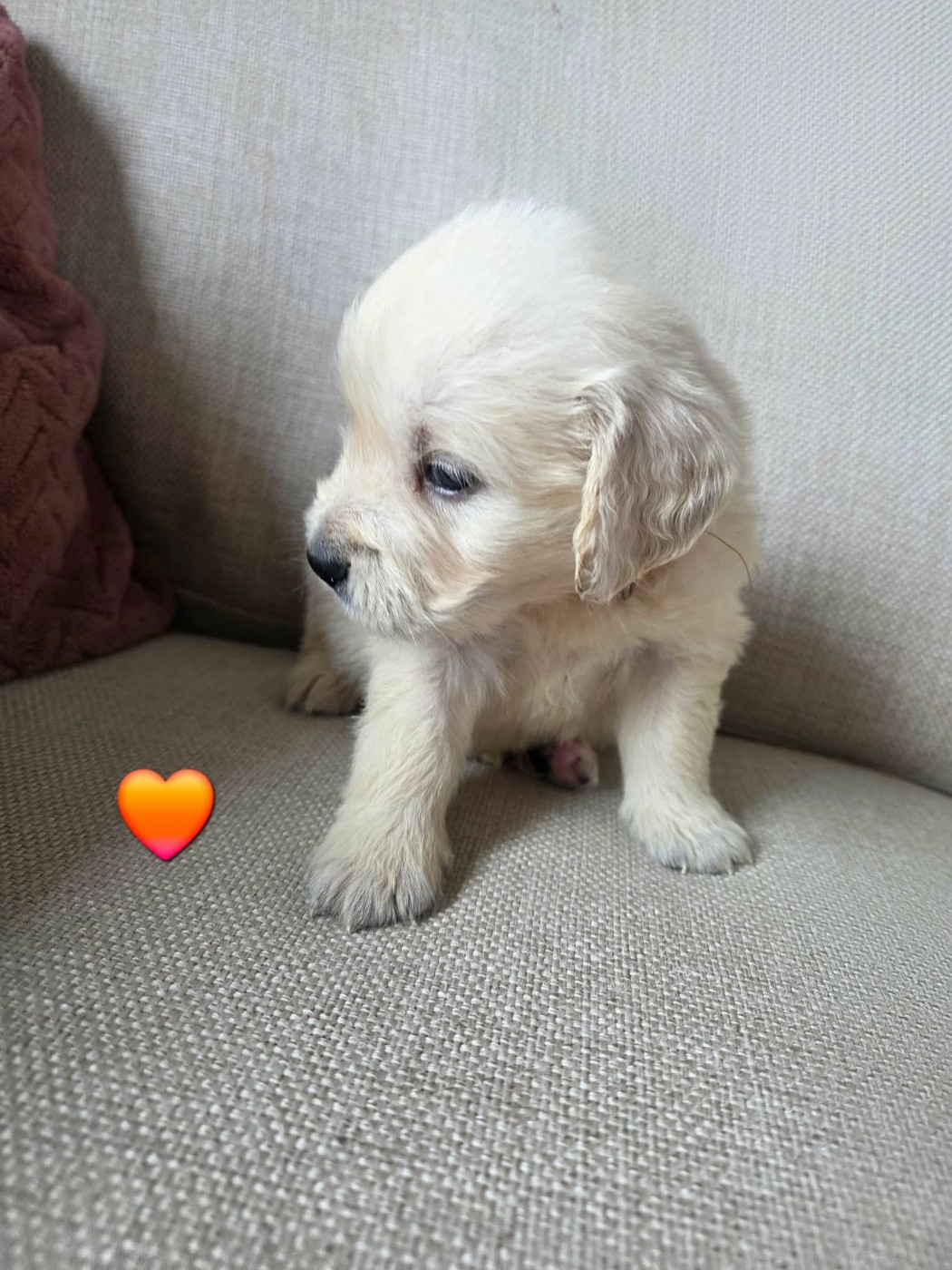 aux champs du madison - Chiots disponibles - Golden Retriever