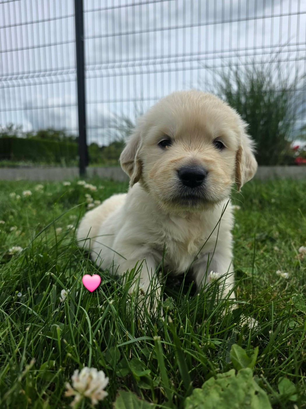 aux champs du madison - Chiots disponibles - Golden Retriever