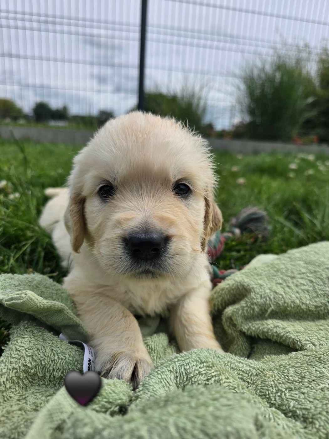 aux champs du madison - Chiots disponibles - Golden Retriever