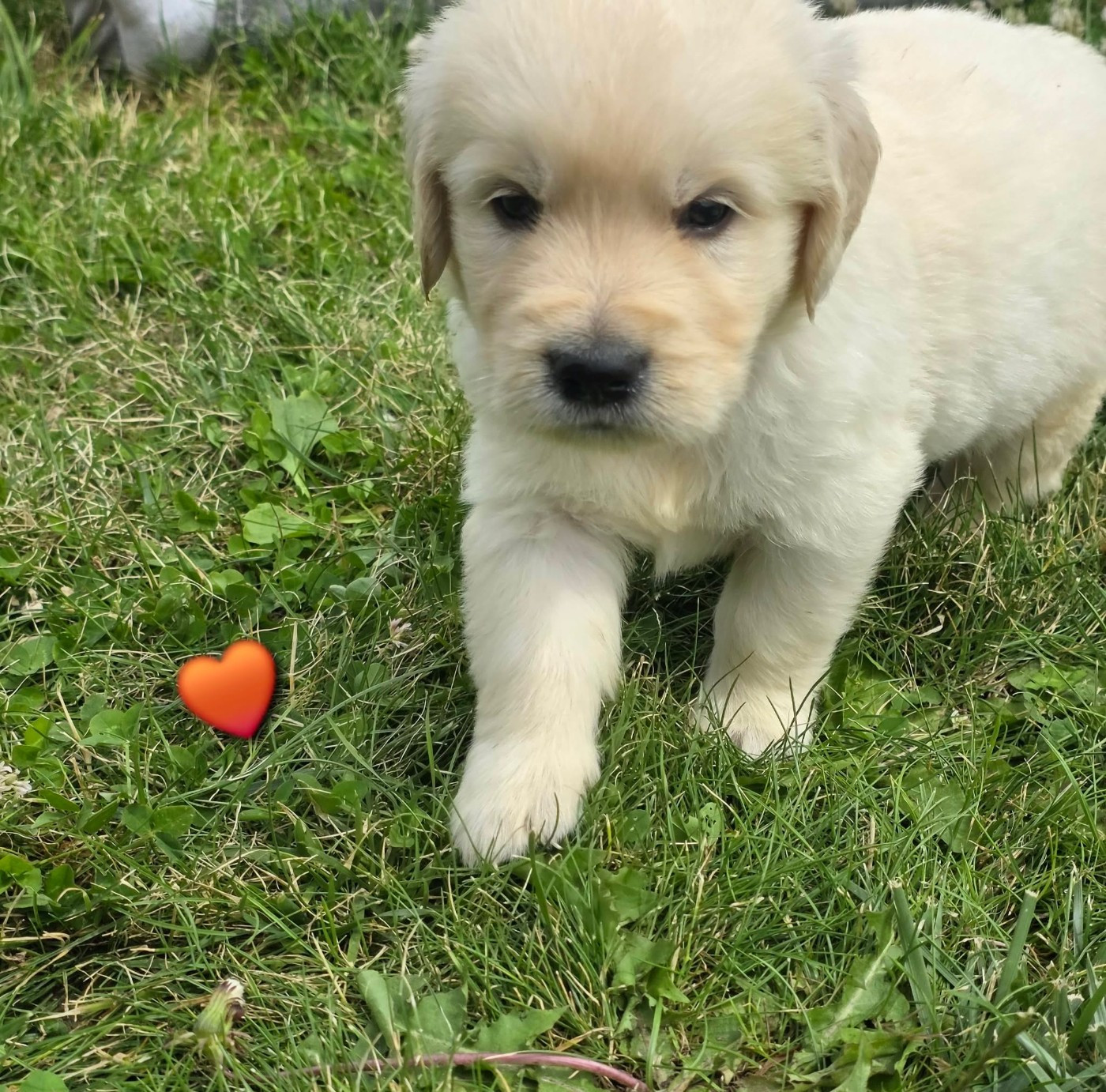 aux champs du madison - Chiots disponibles - Golden Retriever
