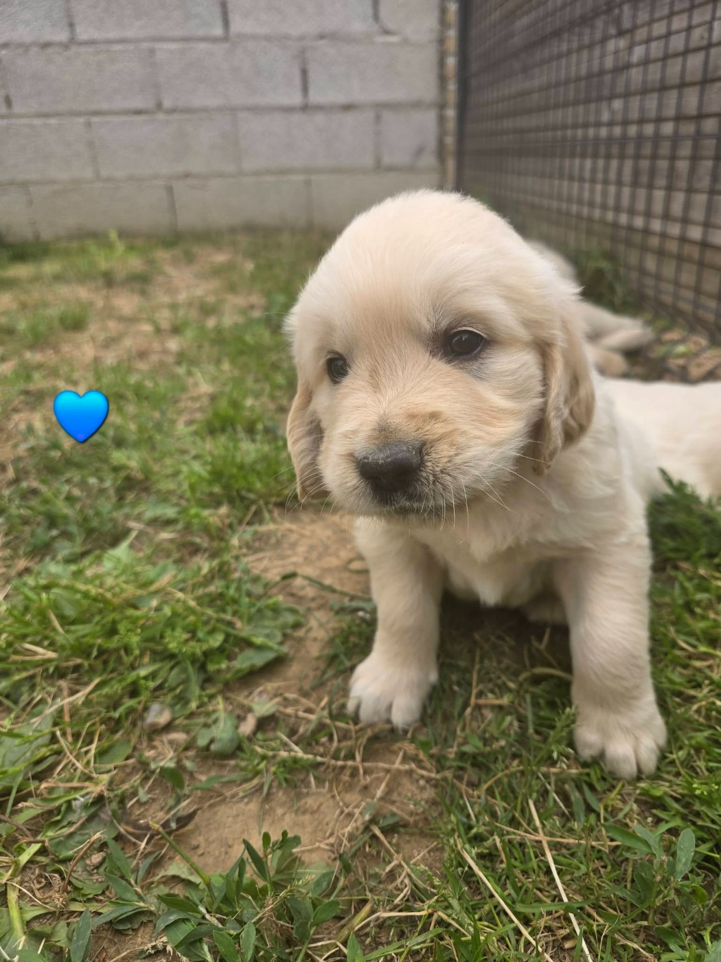 aux champs du madison - Chiots disponibles - Golden Retriever