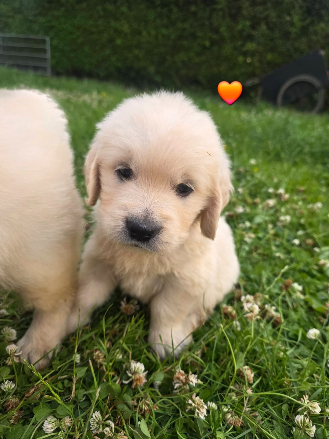 aux champs du madison - Chiots disponibles - Golden Retriever