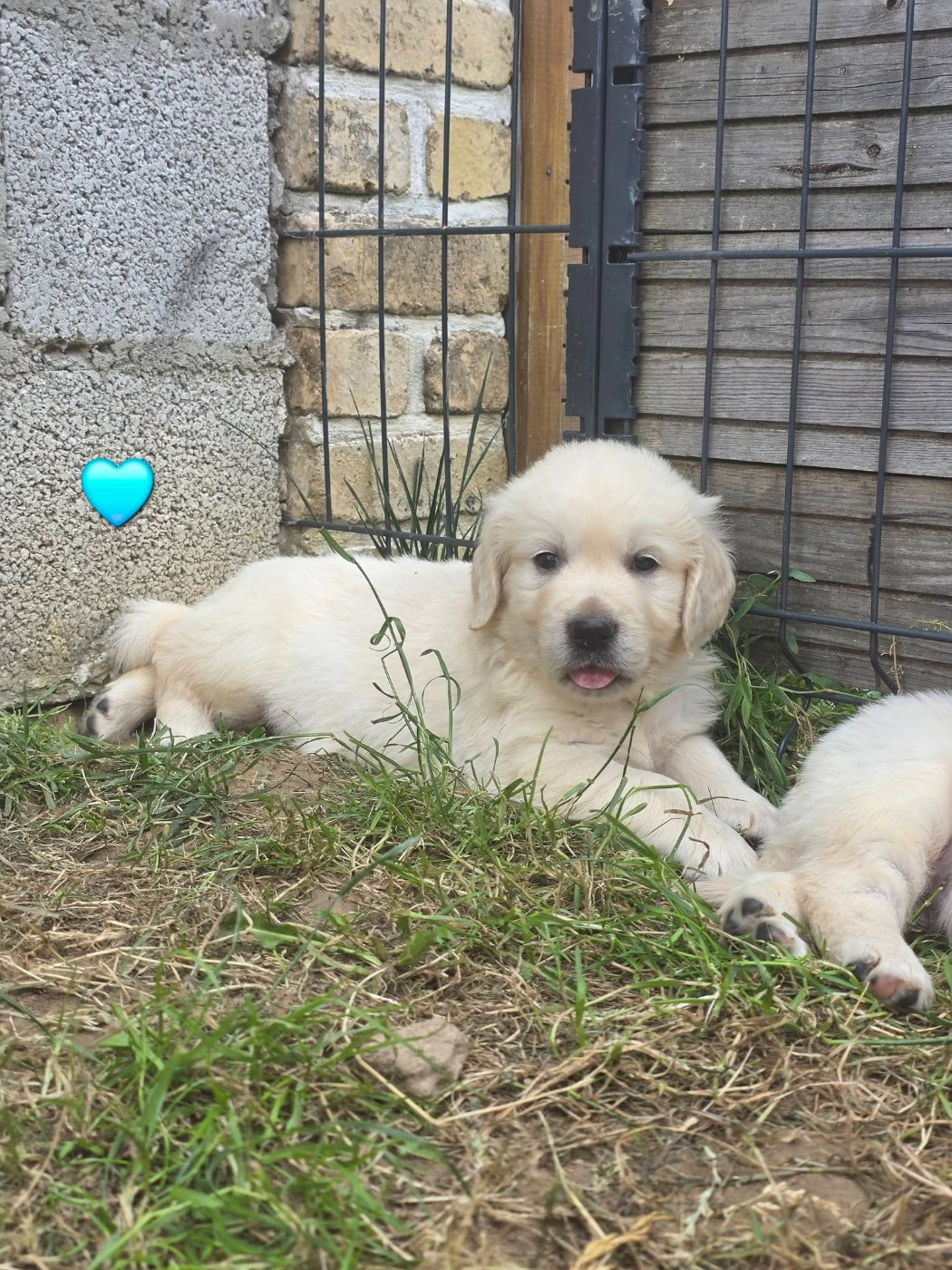 aux champs du madison - Chiots disponibles - Golden Retriever